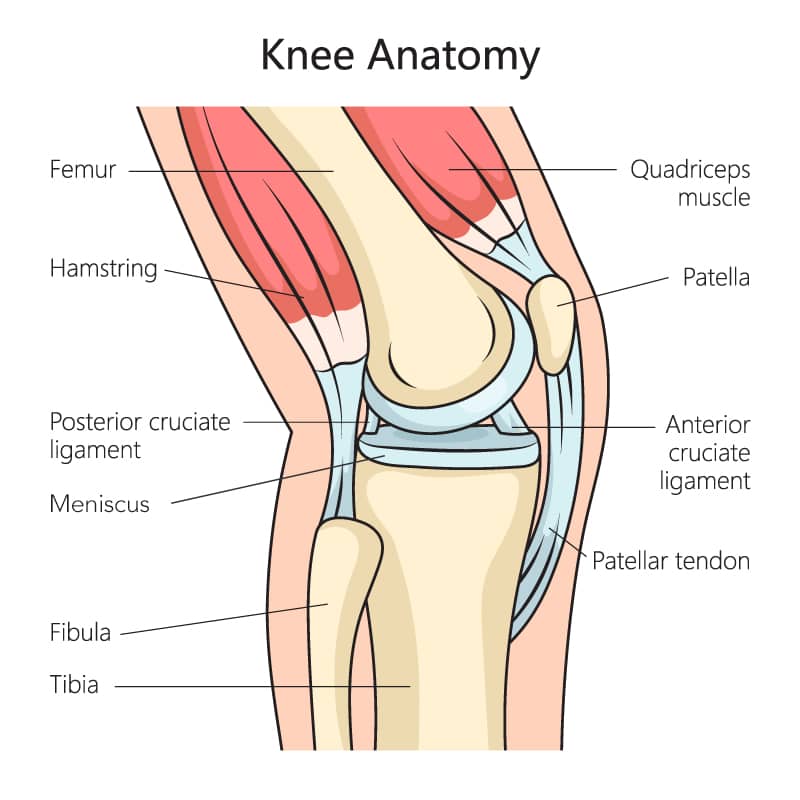 Knee Anatomy Diagram