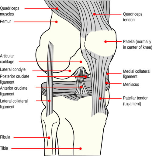 patella pain cap knee tear Torn injury Swelling bone leg exercise