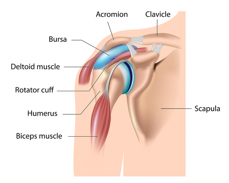 https://www.stoneclinic.com/sites/default/files/inline-images/shoulder-anatomy-stone-clinic_0.png