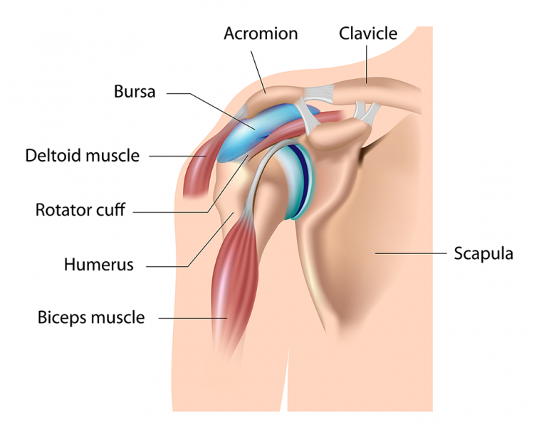 shoulder anatomy