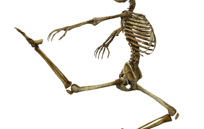 Dem Bones: "The knee bone's connected to the thigh-bone"