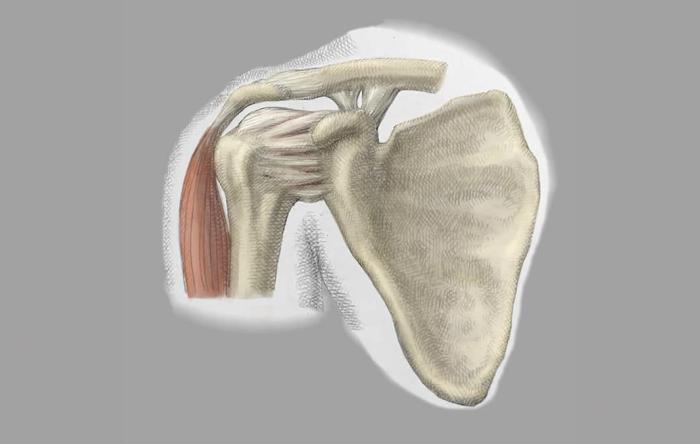 Shoulder Pain: Why it Hurts & When to Worry (Bursitis & Beyond)
