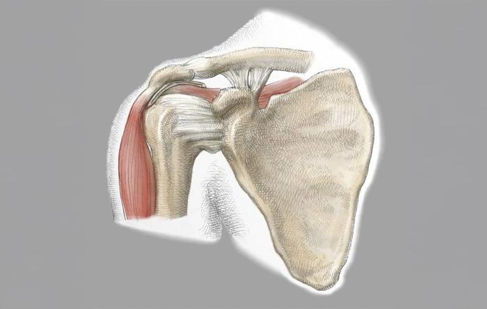 Diagram Best Rotator Cuff Surgery 