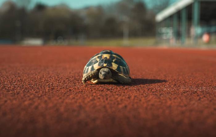 Turtle representing the importance of accuracy over speed in the operating room